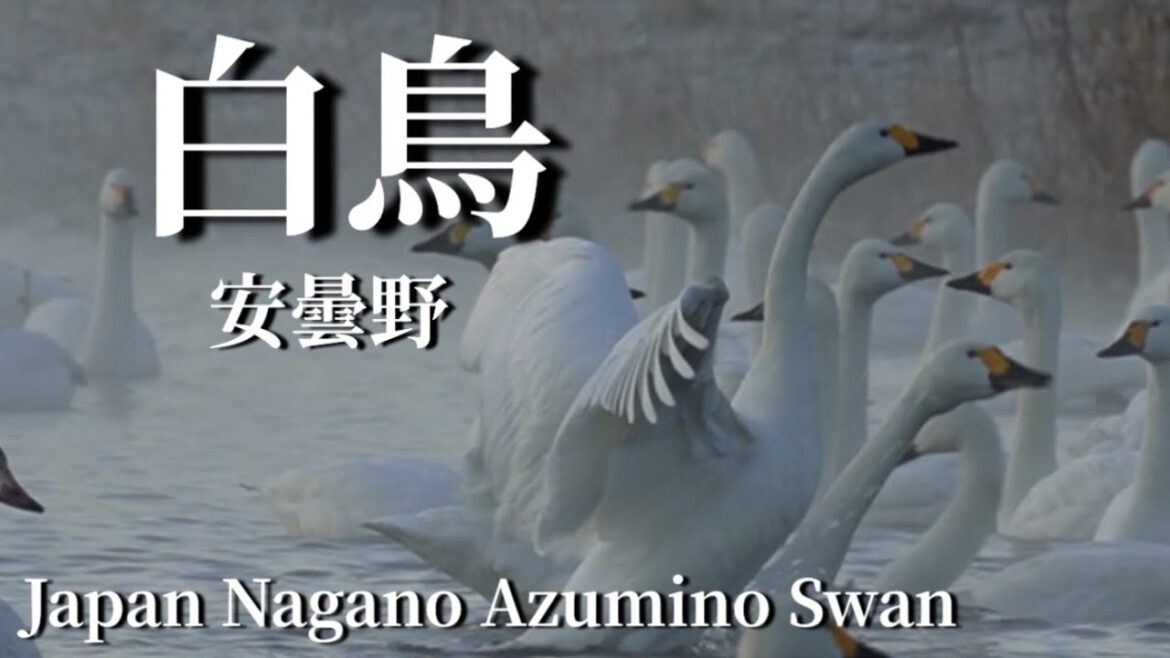 長野　安曇野　白鳥Japan Nagano Azumino Swan