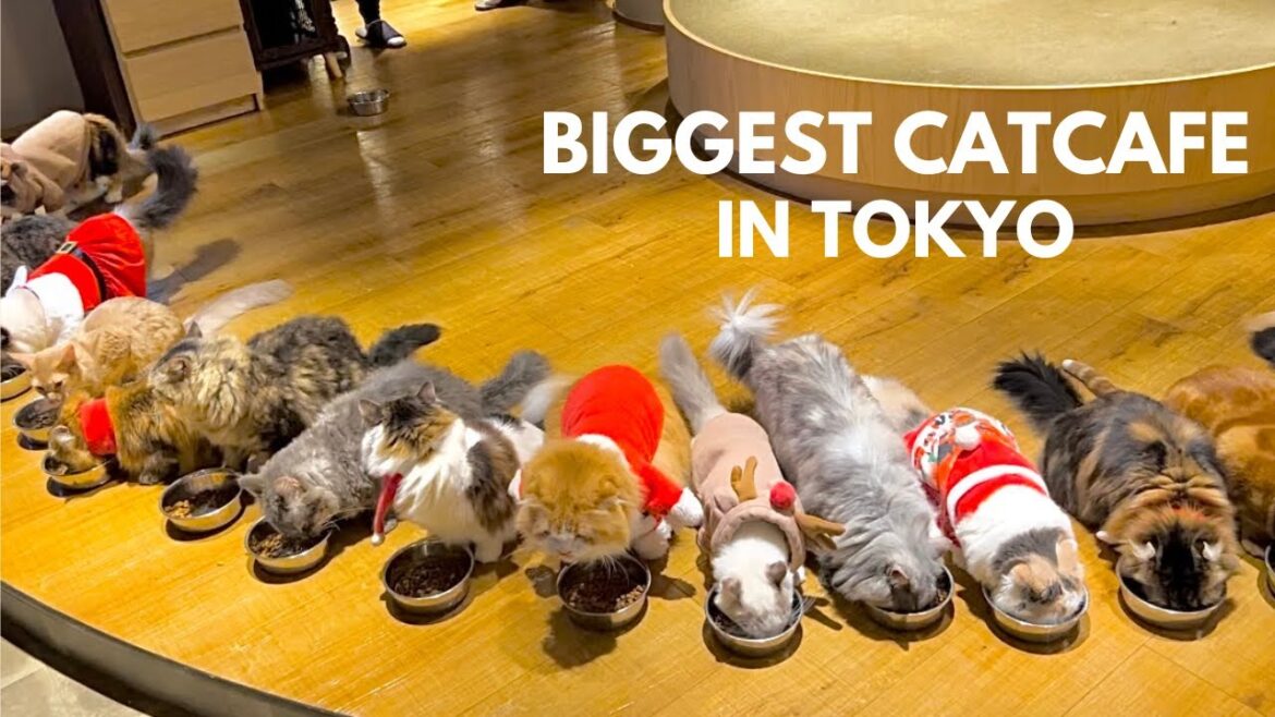 A Day at the Biggest Cat cafe in Tokyo| MOCHA Lounge Shinjuku Store