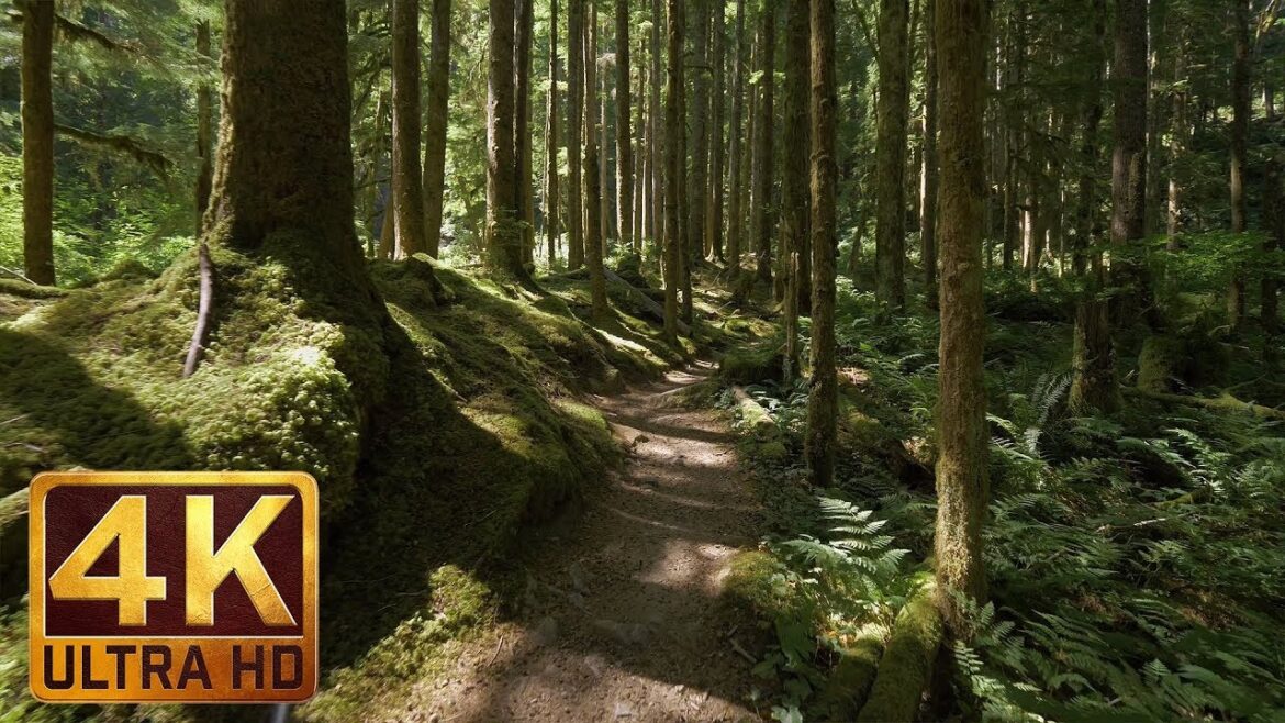 4K Virtual Forest Walk along Middle Fork Trail at Snoqualmie region. Part 1- 3 HR Relax Music 4K Virtual Forest Walk along Middle Fork Trail at Snoqualmie region. Part 1- 3 HR Relax Music