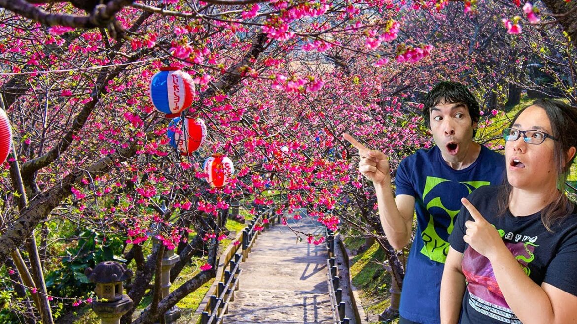 LIVE At The 2023 (Okinawa, Japan) Cherry Blossom Festival 🌸 | Japan's FIRST Sakura Of 2023!!!