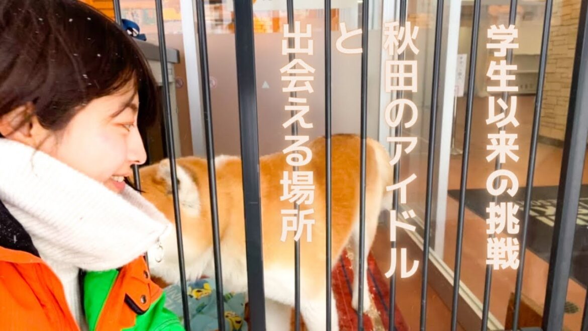 akita×TOMO!秋田のアイドルに会ってきたよー!【森吉山阿仁スキー場】 akita×TOMO!秋田のアイドルに会ってきたよー!【森吉山阿仁スキー場】