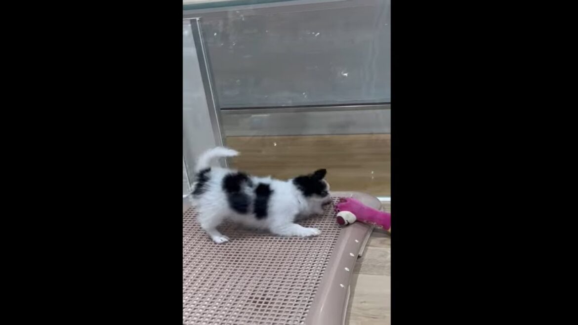 Cute puppies playing in Kobe pet shop #japan2023 #japantravel