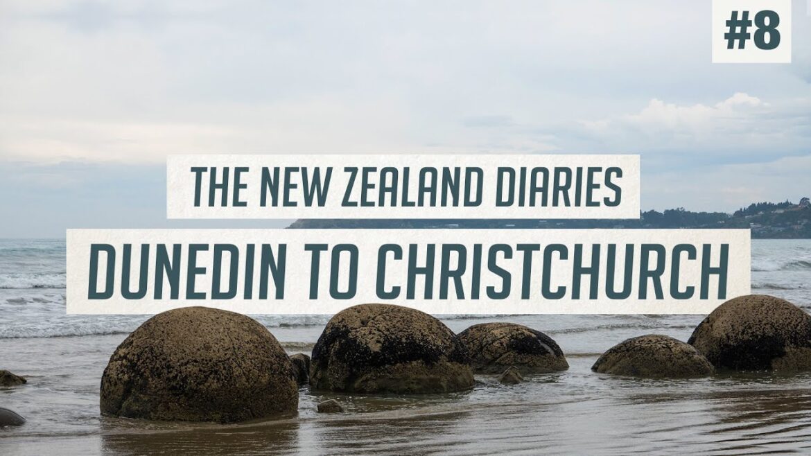 Blue Penguins, Moeraki Boulders & Akaroa | Dunedin to Christchurch Roadtrip | New Zealand Guide #8