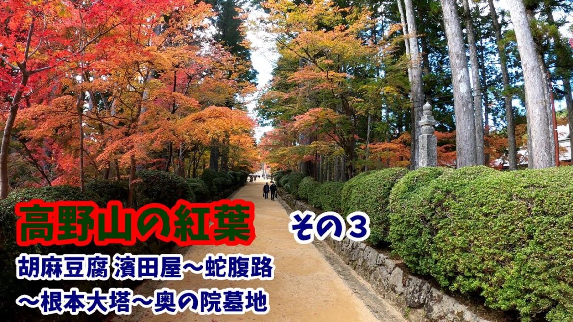 【高野山の紅葉】胡麻豆腐 濱田屋～蛇腹路～根本大塔～奥の院The trees in Koyasan temples are bright red autumn colors