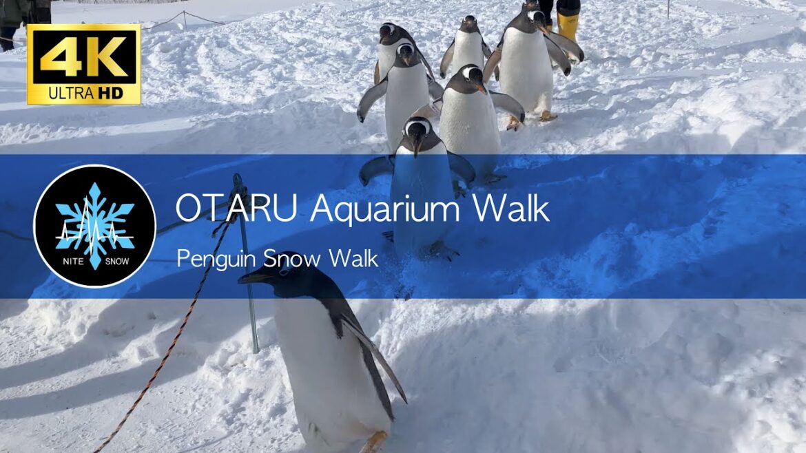 おたる水族館 ペンギン雪中散歩｜雪まつり観光の時に遠出してもみたい小樽観光｜北海道 日本