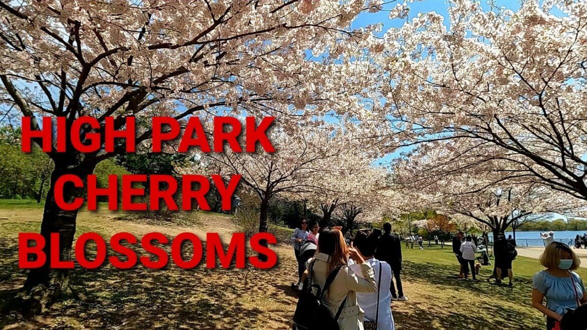 Cherry Blossoms in High Park & Tasty Polish Food – Spring Time in Toronto!!! Cherry Blossoms in High Park & Tasty Polish Food - Spring Time in Toronto!!!