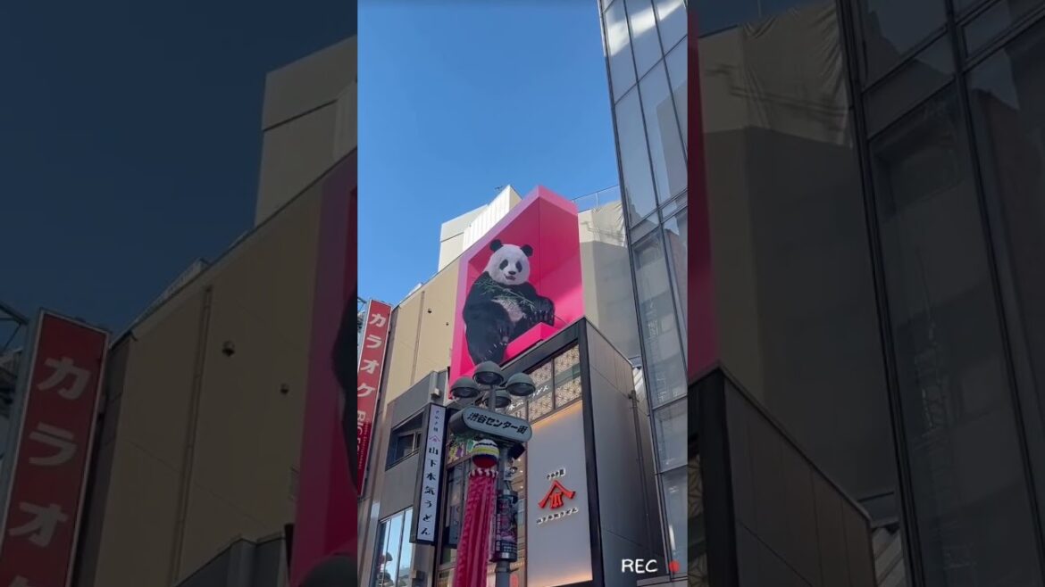 😎 Four Giant 3D Billboard on Japan Street #japantravel #funnyvideo #animallover #tokyo #kabukicho