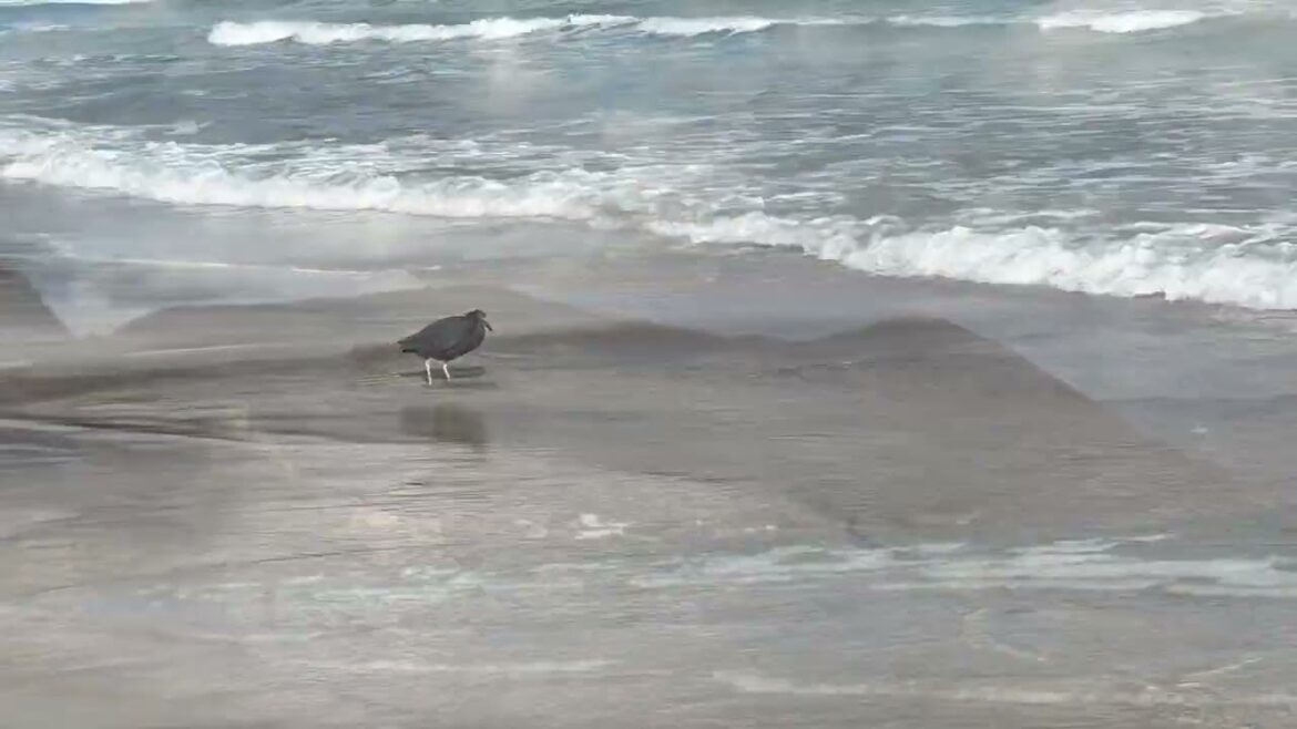 Izu Peninsula | Shizuoka | Japan | Travel | Shirahama Beach | Birds | Travel Itineraries