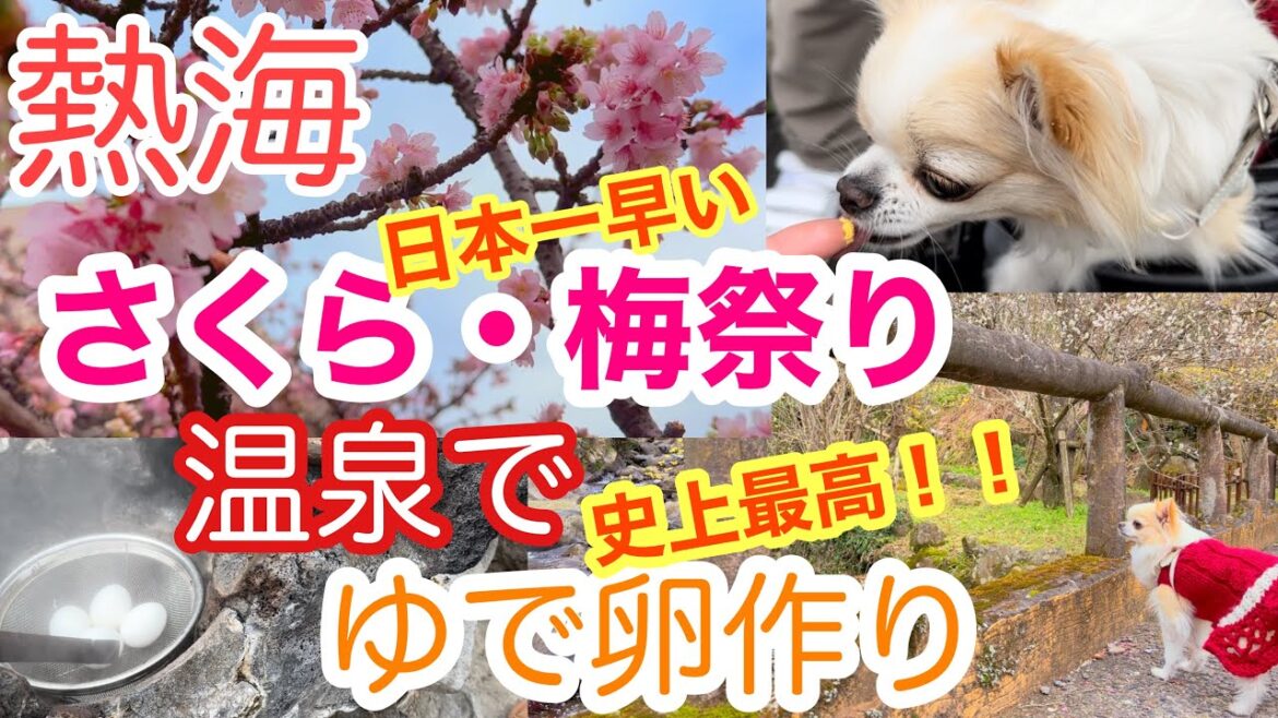 【犬連れ旅行 熱海】日本一早咲きのあたみ桜と梅祭り  温泉でゆで卵作ったら史上最高に美味い卵出来た！