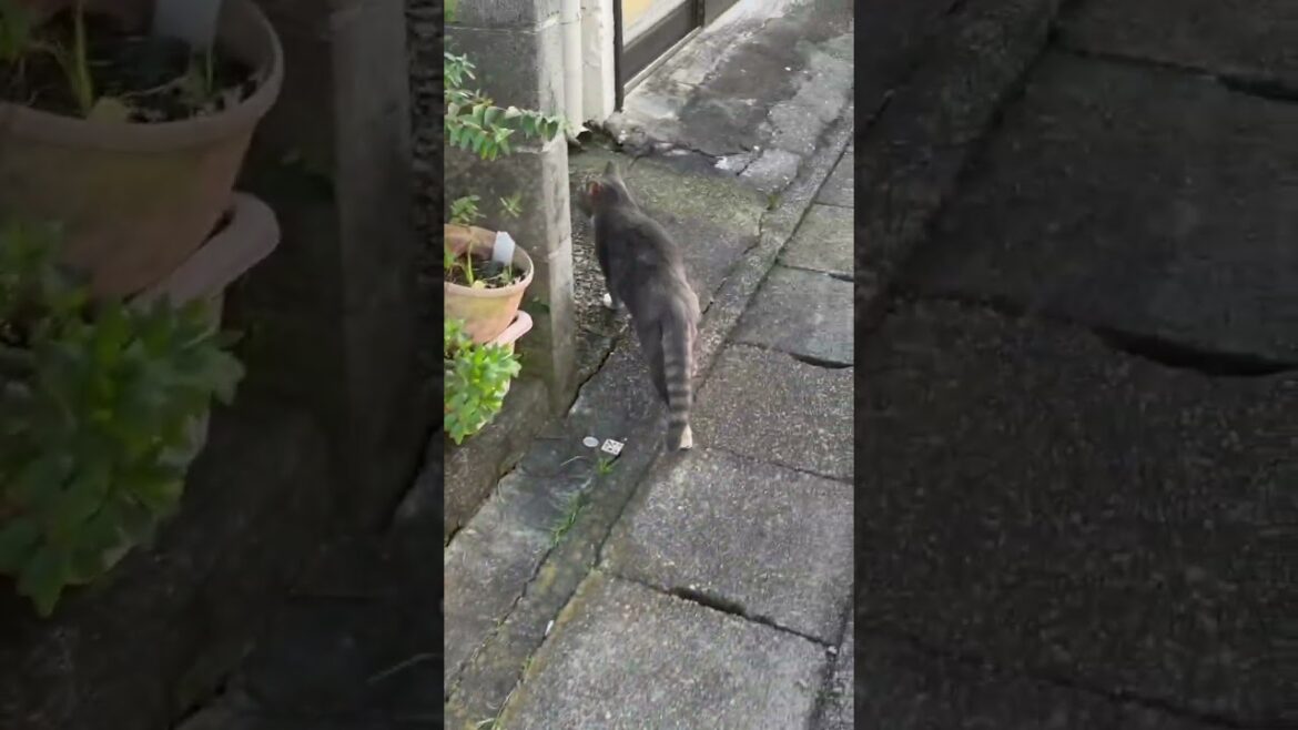 下田を歩く可愛いネコ #shorts