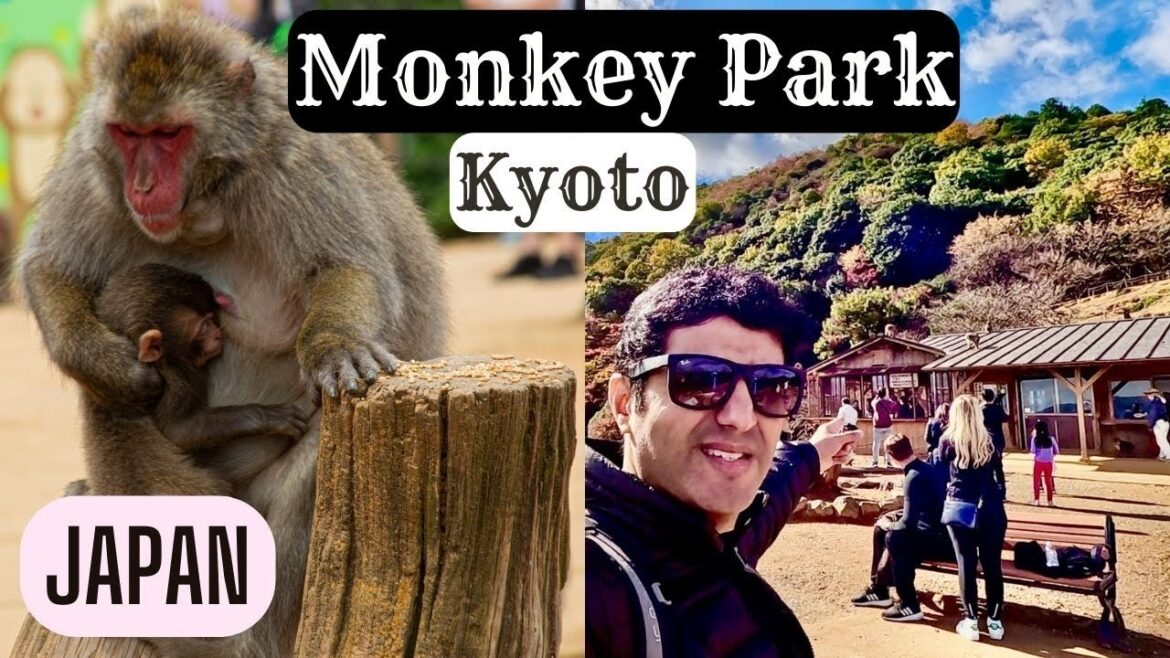 Arashiyama Monkey Park Kyoto Japan | Iwatayama Arashiyama Monkey Park Kyoto Japan | Iwatayama