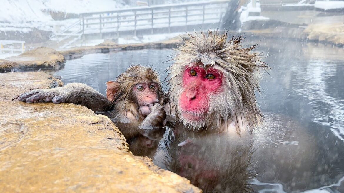 Japanese Onsen Ryokan Where You Can Bathe with Snow Monkeys🐒♨️ | Jigokudani Snow Monkey Park | ASMR Japanese Onsen Ryokan Where You Can Bathe with Snow Monkeys🐒♨️ | Jigokudani Snow Monkey Park | ASMR