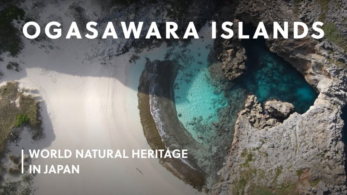 Ogasawara: Explore Untouched Environments | World Natural Heritage in Japan Ogasawara: Explore Untouched Environments | World Natural Heritage in Japan