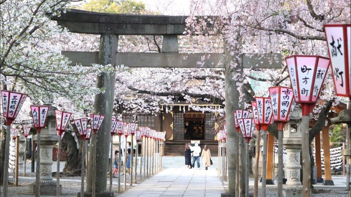🔴Live: Saib paj sakura tawg nyob Numazuhie Shrine