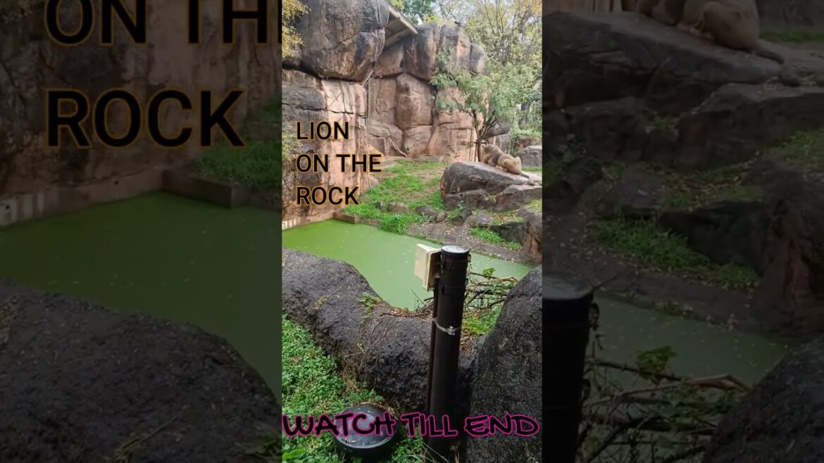 JAPANESE LION ON A ROCK IN KYOTO CITY ZOO, JAPAN #short #shorts JAPANESE LION ON A ROCK IN KYOTO CITY ZOO, JAPAN #short #shorts