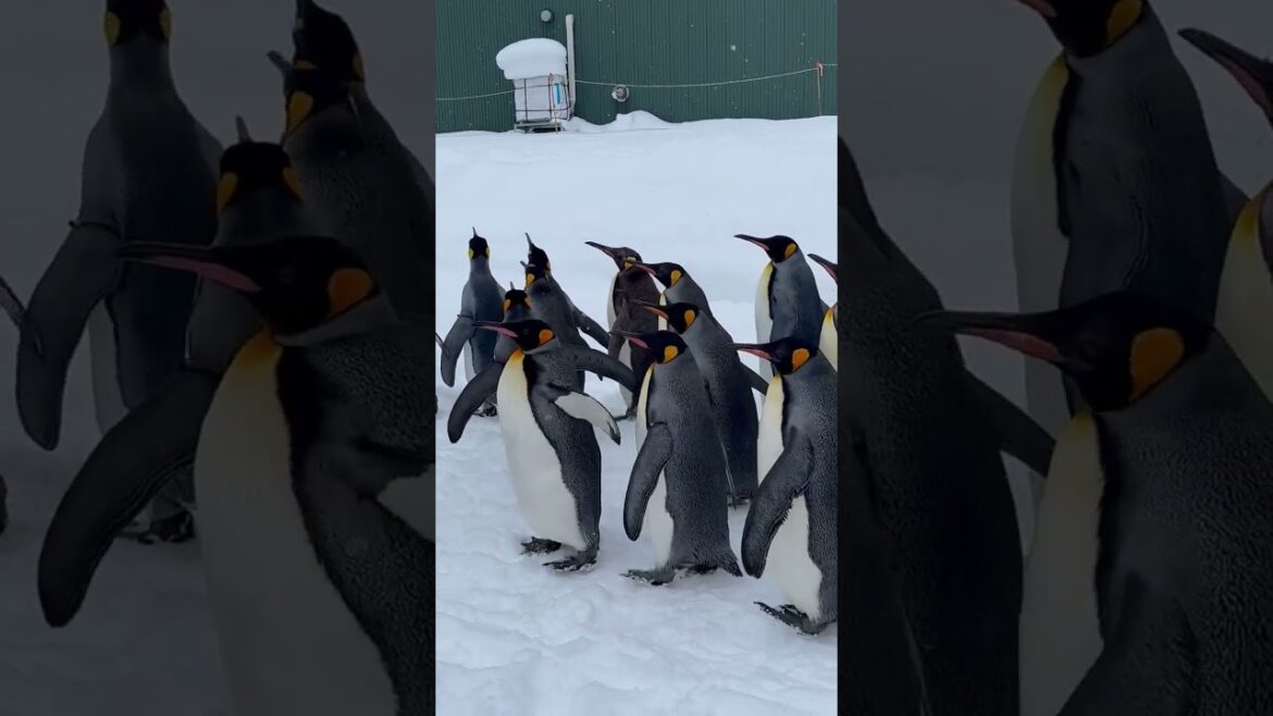 ペンギンの散歩 / Penguin Walk (Short) -- 旭山動物園 / Asahiyama Zoo (2023/1/6)