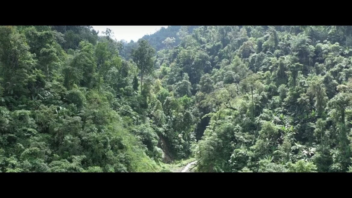 Virgin rain forest and mountains in Arunachal Pradesh - SUV drives into tough mountain terrain