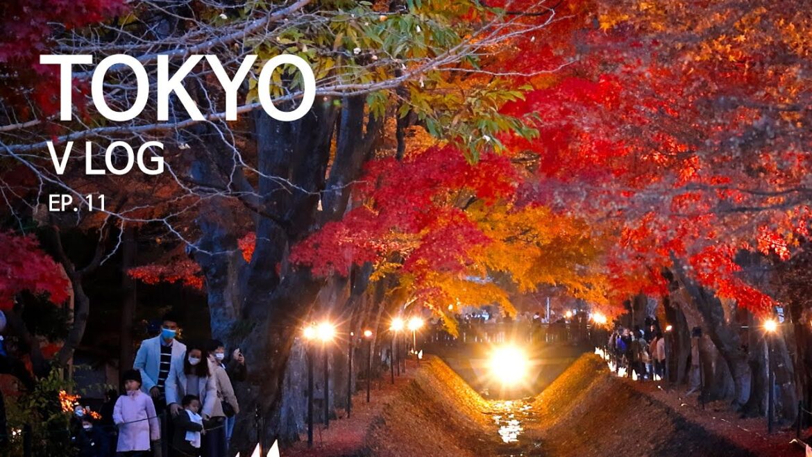 도쿄&근교 9일 | Ep11 | 카와구치코 | 단풍 | 단풍회랑 | 호토 | 소도시 | 후지산 | 야마나시 | 고속버스 | 카와구치코 맛집 | 도쿄여행