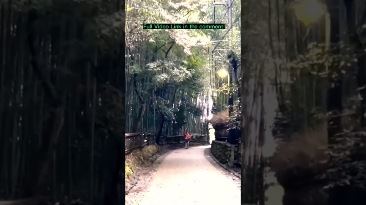 MUST See Forest for any Traveller in Kyoto - Travel Video #shorts