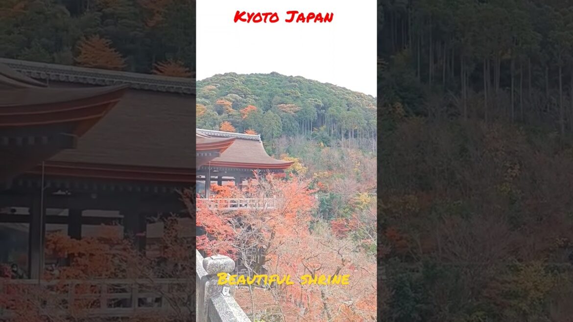 beautiful shrine in Kyoto Japan #shorts