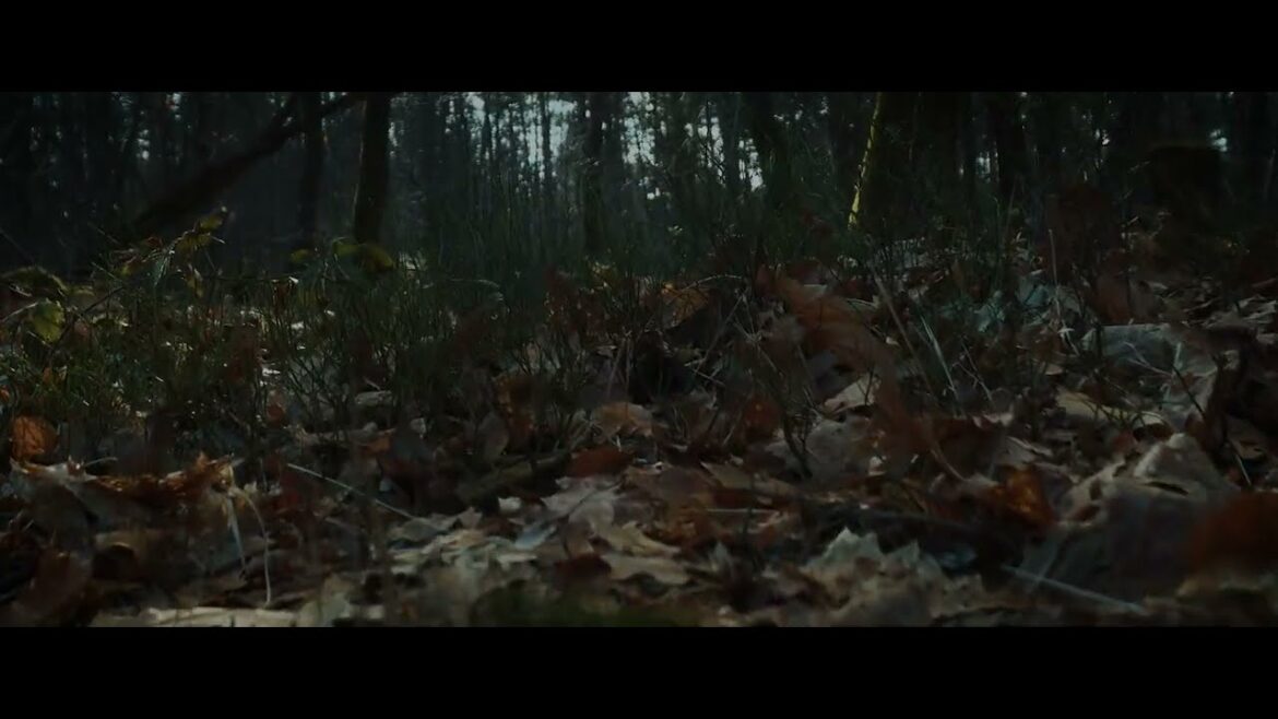 Sony ZV-E10 cinematic shot in the forest