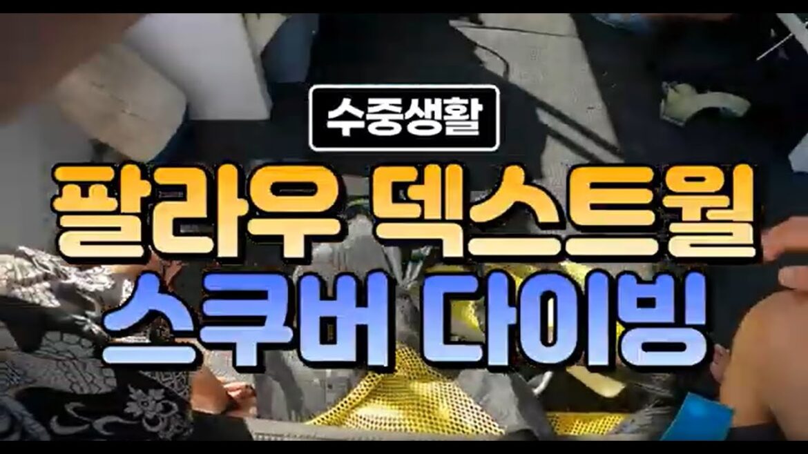 #신들의정원 #팔라우 #덱스트월 #스쿠버다이빙 #거북이 #palau #scubadiving #Dextwall #turtle