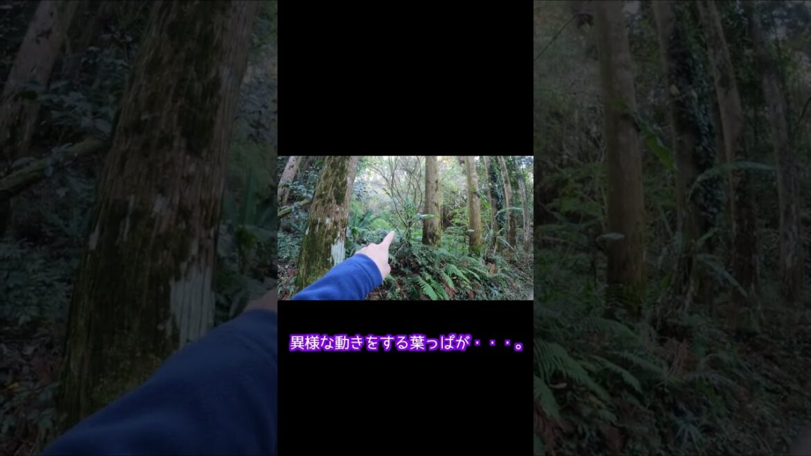 🍃風もないのに揺れる葉っぱ！