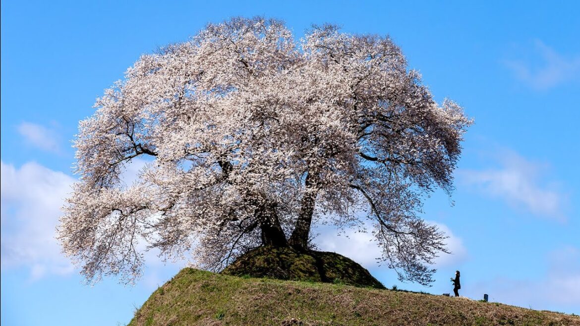 Visit North of Tokyo, TOHOKU area, and you will be in a different world of Japan. Visit North of Tokyo, TOHOKU area, and you will be in a different world of Japan.