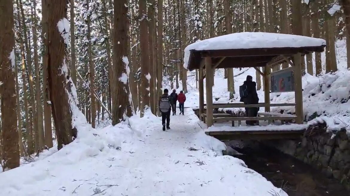 2023年2月1日 Snow Monkey スノーモンキー 長野県 地獄谷野猿公苑 ニホンザル 温泉 Japanese macaque hot spring japan travel nagano 2023年2月1日 Snow Monkey スノーモンキー 長野県 地獄谷野猿公苑 ニホンザル 温泉 Japanese macaque hot spring japan travel nagano