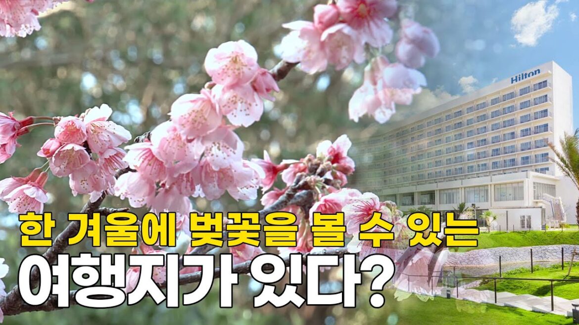 오키나와 겨울 벚꽃명소 가기 좋은 호텔 BEST 4 / 4 Recommended Okinawa hotels to go to cherry blossom spots in winter 오키나와 겨울 벚꽃명소 가기 좋은 호텔 BEST 4 / 4 Recommended Okinawa hotels to go to cherry blossom spots in winter