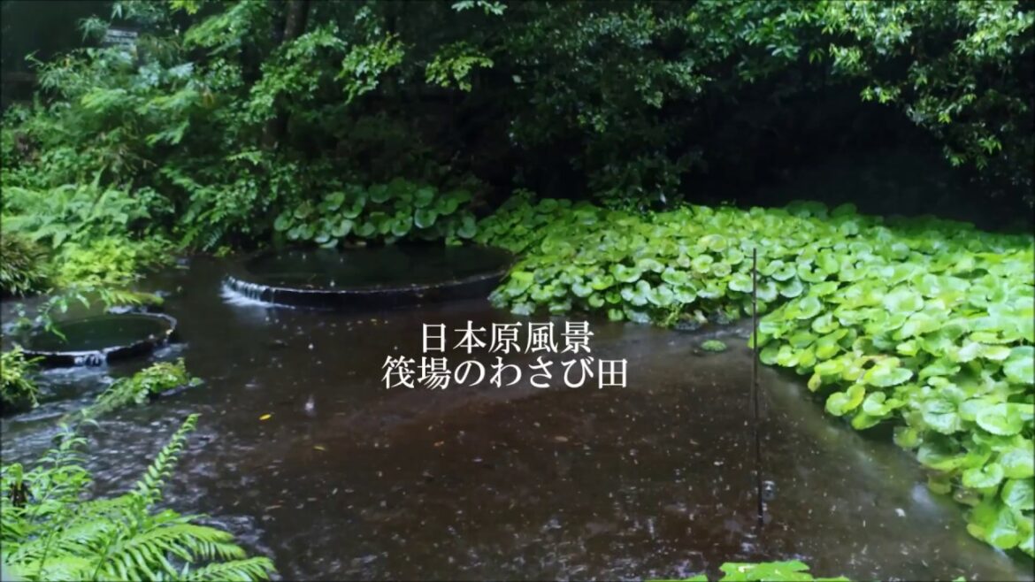 ドローン動画で見る！筏場のわさび田