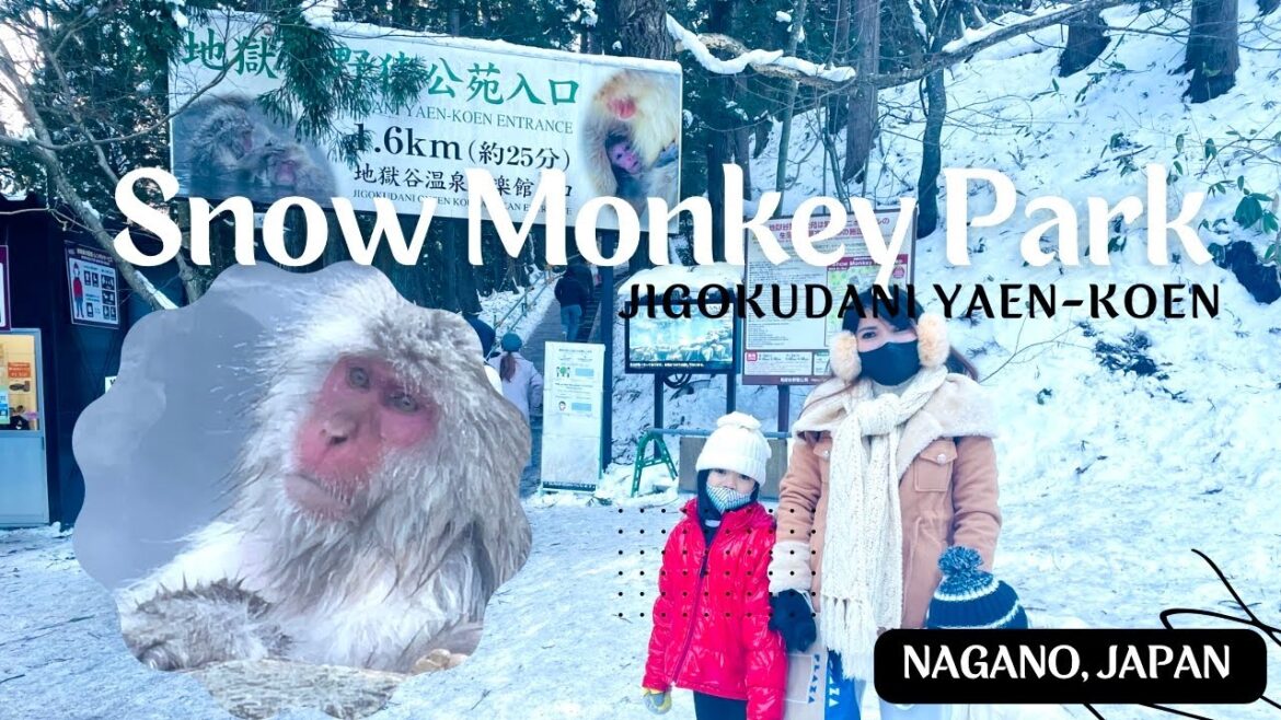 Jigokudani Snow Monkey Park | Nagano, Japan