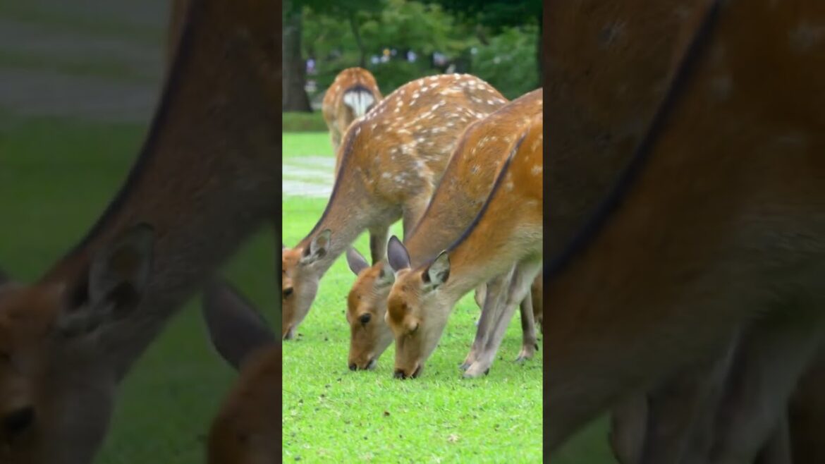 Stroll Through Japan's Timeless Beauty: The Ultimate Guide to Exploring the Best Places in Nara Park Stroll Through Japan's Timeless Beauty: The Ultimate Guide to Exploring the Best Places in Nara Park