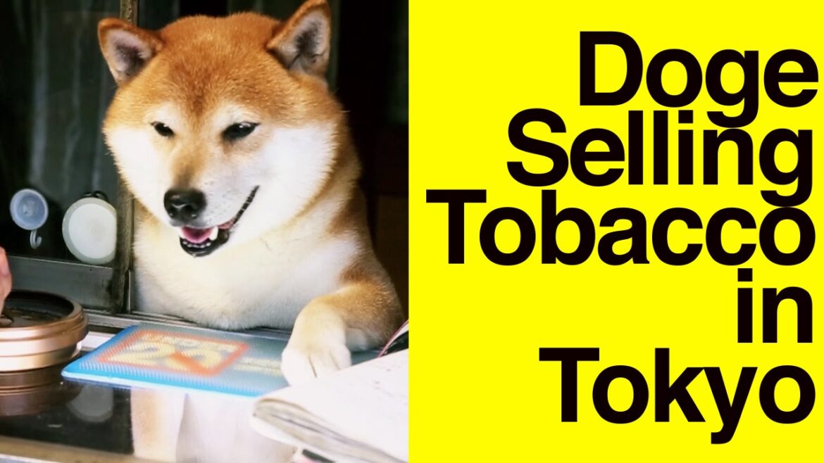 Doge selling tobacco in Tokyo // Shiba Inu