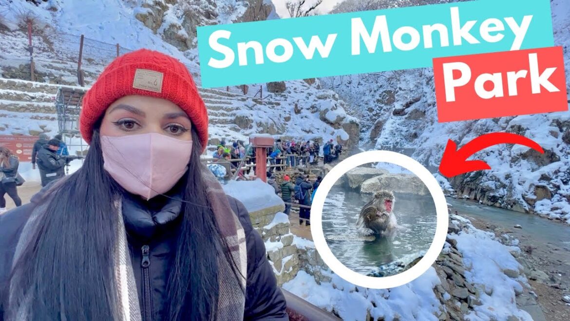 PARQUE DOS MACACOS DA NEVE | JIGOKUDANI KOEN