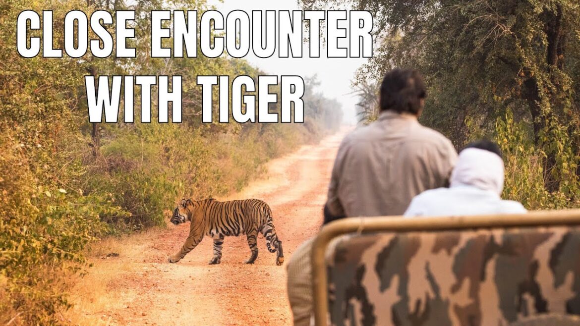 Tiger Sighting at Sariska Tiger Reserve | Man on Bike in front of Wild Tiger ST-21