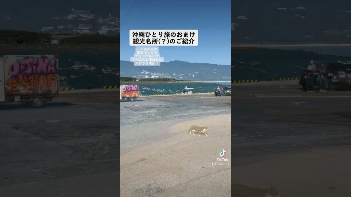 冬の沖縄 ひとり旅。おまけ。#shorts