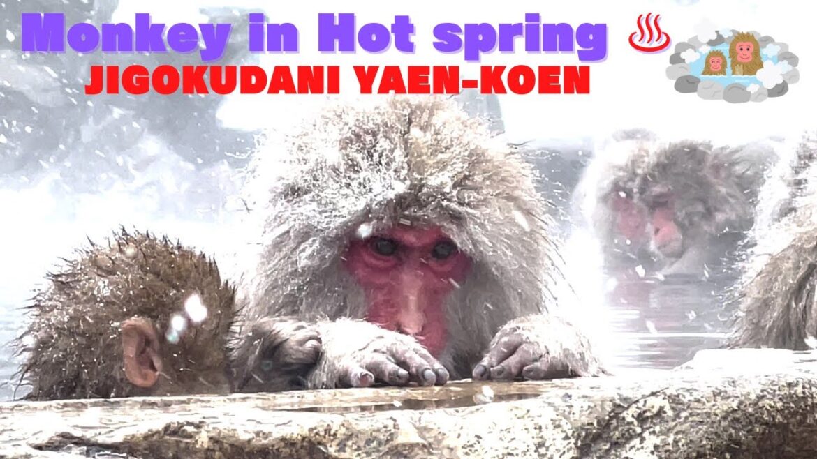 [Snow Monkey Park]  Amazing Place🐵 Monkeys enjoy hot springs♨️　#japantravel #snowmonkey #nagano