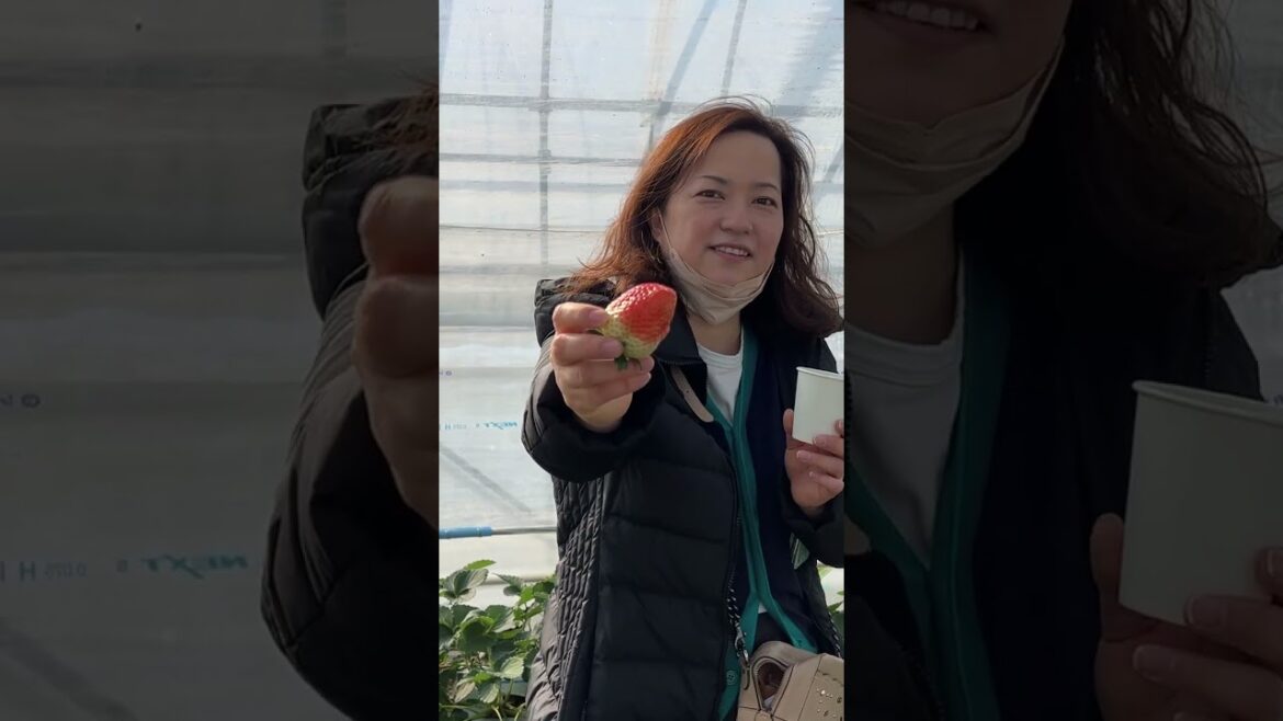 γ€γγ΄πTop Gun of Strawberry Picking: SKYBERRY π―π΅ γ€γγ΄πTop Gun of Strawberry Picking: SKYBERRY π―π΅