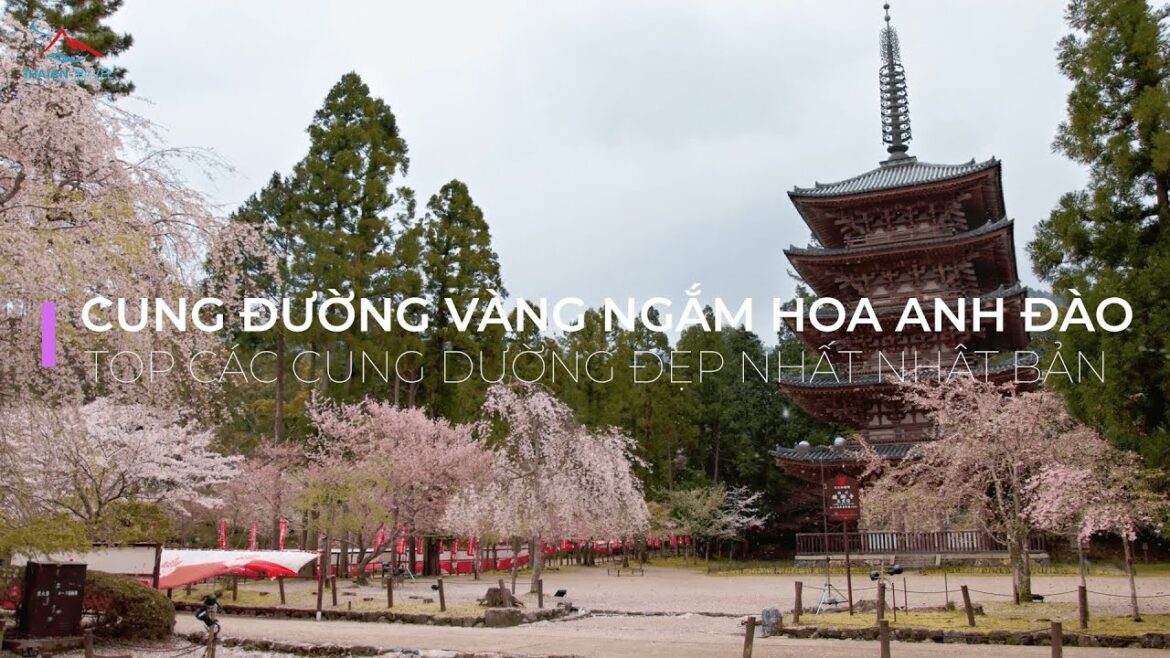 Cung Đường Vàng Ngắm Hoa Anh Đào Nhật Bản - Thái An Travel - Phần 1