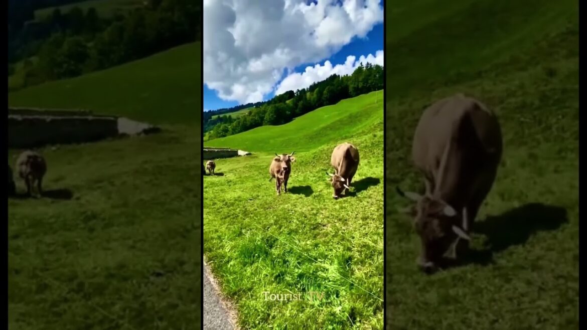 Switzerland 4K - Hinterbergen - One of The Most Beautiful Village in Swiss -10