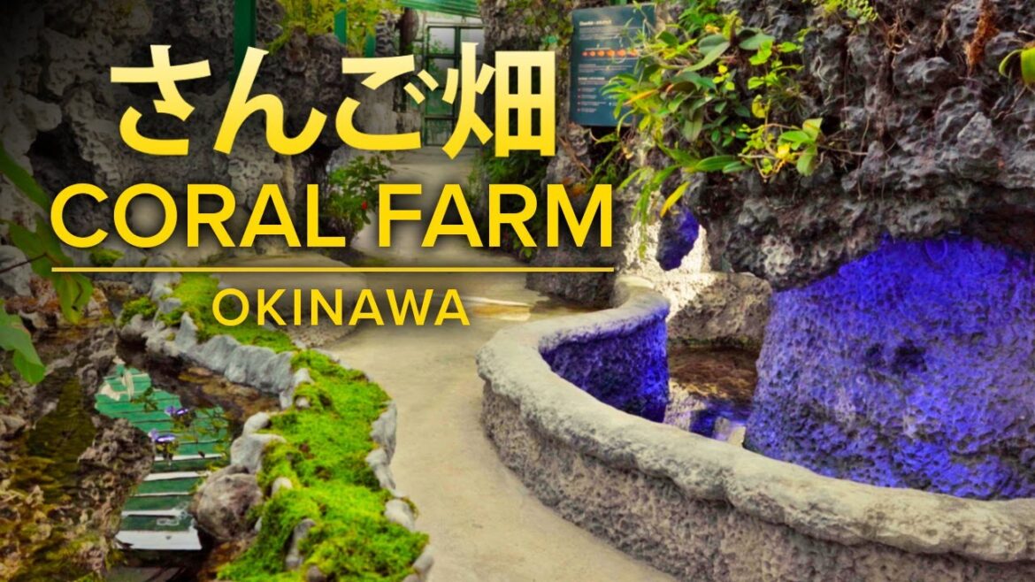 さんご畑 珊瑚礁 読谷 沖縄 Beautiful Coral Reef Farm "Sango Batake" in Okinawa, Japan - Sony a7 III