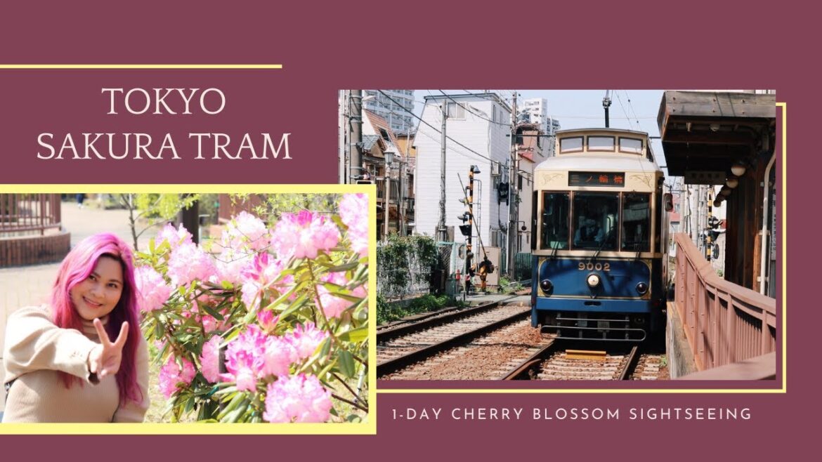 Tokyo Sakura Tram: Exploring Off the Beaten Path Cherry Blossom Spots along the Toden Arakawa Line