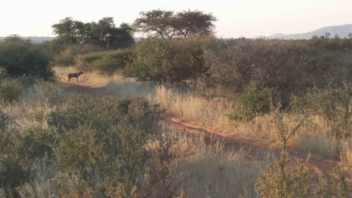 Tswalu Kalahari G.R., South Africa - African Wild Dogs 2017 Jul. 05