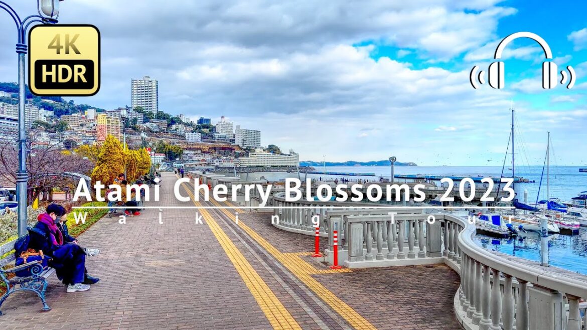 Earliest Blooming Cherry Blossoms in Atami 2023 Walking Tour - Tokyo Japan [4K/HDR/Binaural]