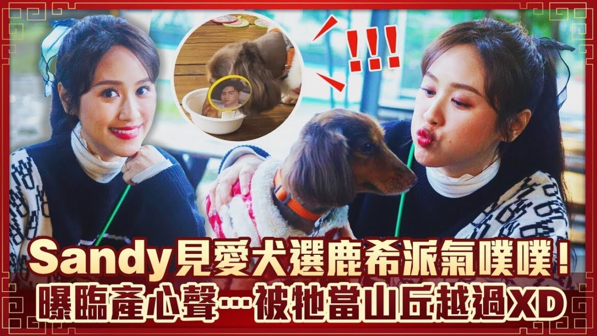 Sandy見愛犬選鹿希派氣噗噗！　曝臨產心聲…被牠當山丘越過XD