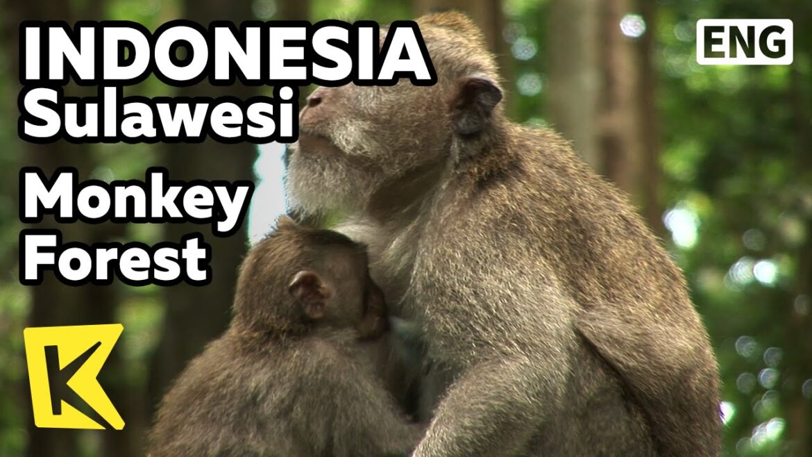 【K】Indonesia Travel-Sulawesi[인도네시아 여행-술라웨시]신성한 원숭이 숲/Monkey Forest/Sanctuary/Hinduism/Sacred/Holy