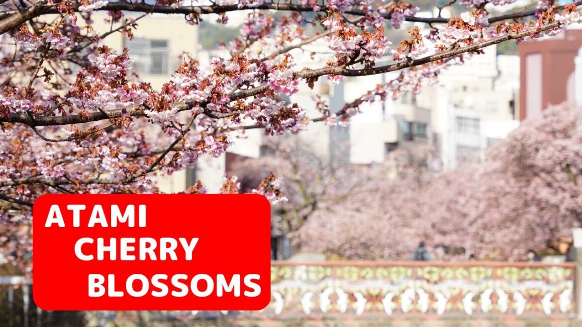 日本で一番最初に咲く桜　熱海桜