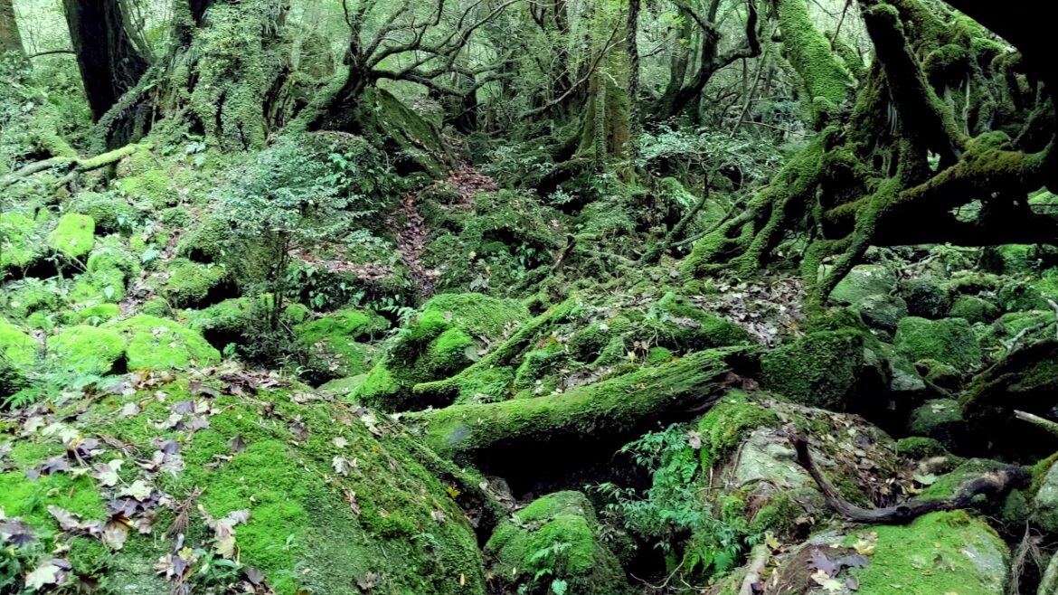 Yakushima, Japan – Koke Musu Mori 2019 Nov. 27 Yakushima, Japan - Koke Musu Mori 2019 Nov. 27