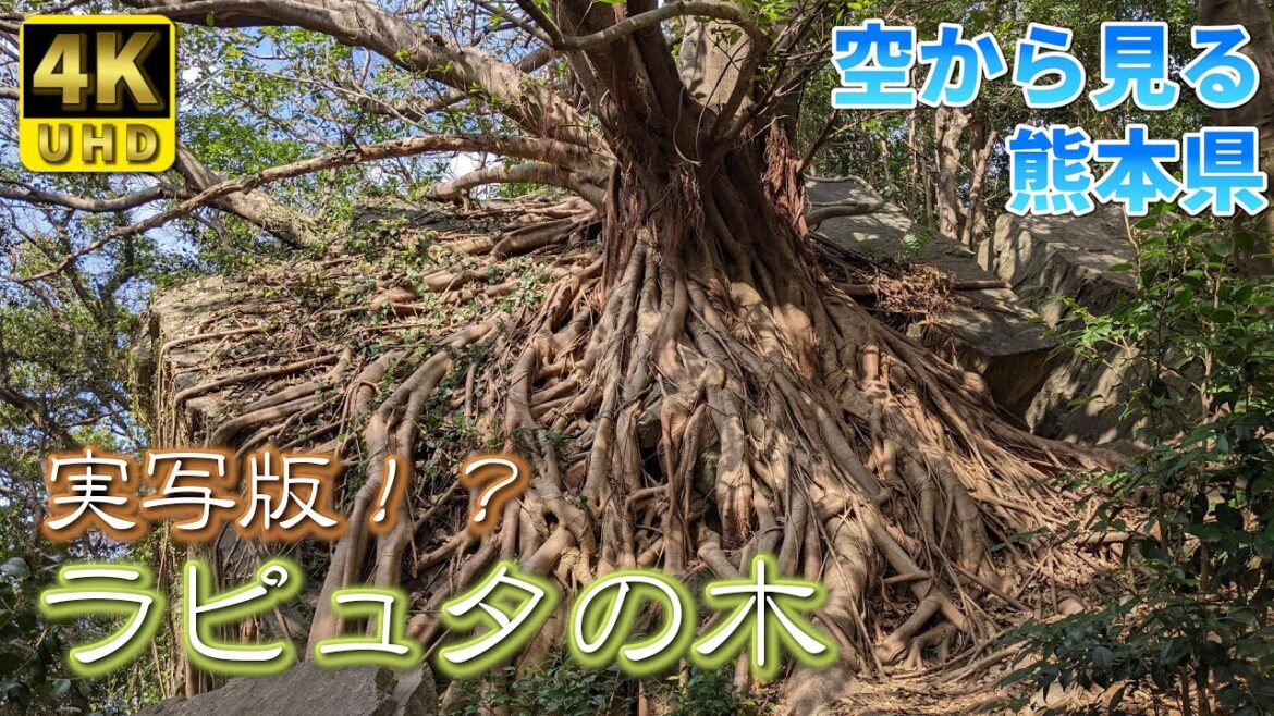 【熊本】西平椿公園2 編 ( Vol.206 )/ラピュタの木と2万本の椿【4K空撮】 【熊本】西平椿公園2 編 ( Vol.206 )/ラピュタの木と2万本の椿【4K空撮】